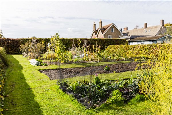Vegetable garden